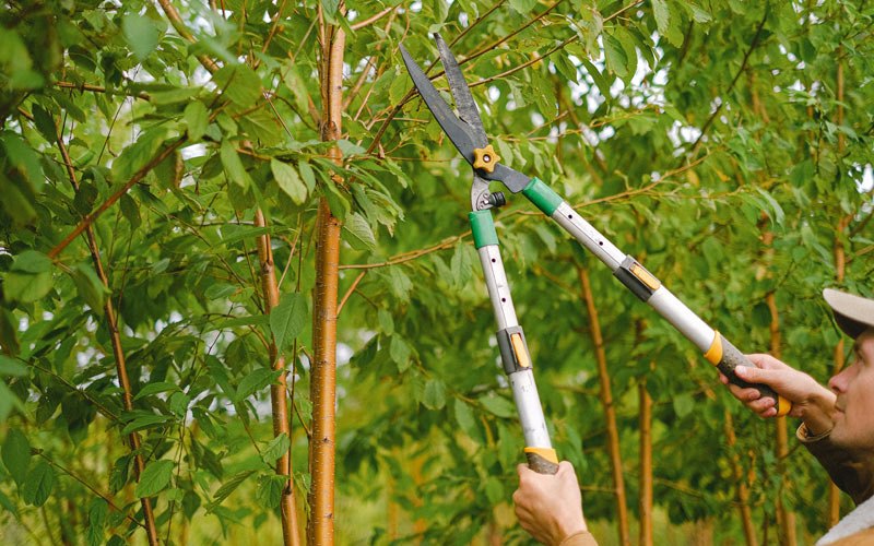 Tree trimming in Fruitland, WA